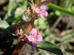 Ammannia senegalensis