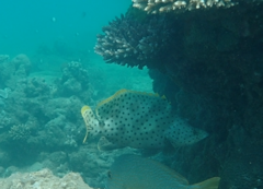 Chromileptes altivelis