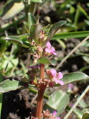 Ammannia senegalensis