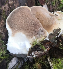 Trametes suaveolens