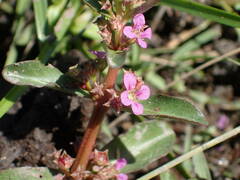 Ammannia senegalensis