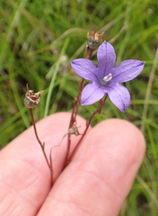Wahlenbergia krebsii
