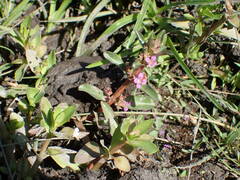 Ammannia senegalensis