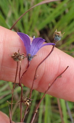 Wahlenbergia krebsii