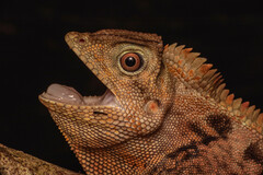 Gonocephalus doriae