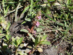 Ammannia senegalensis