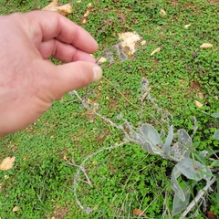 Anchusa