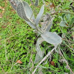 Anchusa