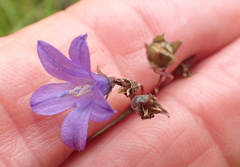 Wahlenbergia krebsii