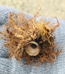 Andricus caputmedusae