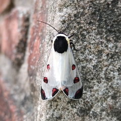 Dysschema boisduvallii