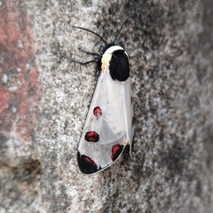 Dysschema boisduvallii