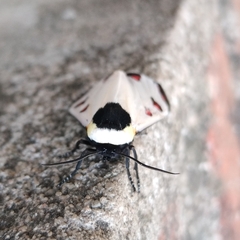Dysschema boisduvallii