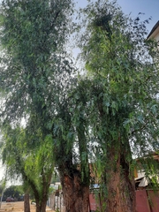 Schinus molle