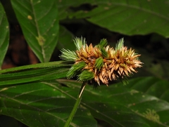 Rhynchospora cephalotes