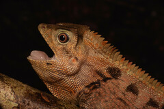 Gonocephalus doriae