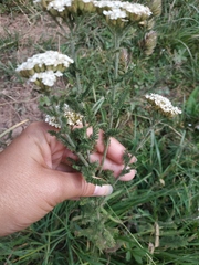 Achillea setacea