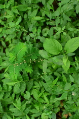 Scutellaria barbata