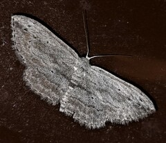Scopula desita