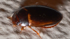 Copelatus