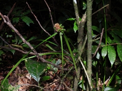 Rhynchospora cephalotes