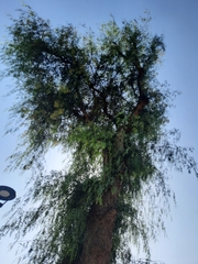 Schinus molle