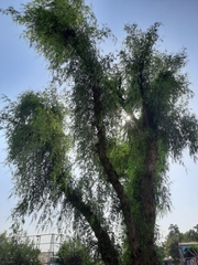 Schinus molle