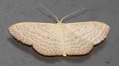 Scopula optivata