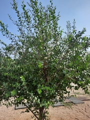 Quillaja saponaria