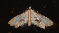 Parapoynx sinuosa
