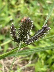 Eleusine tristachya