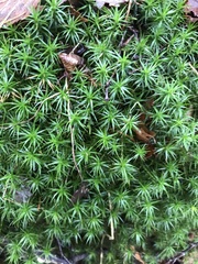 Polytrichum commune