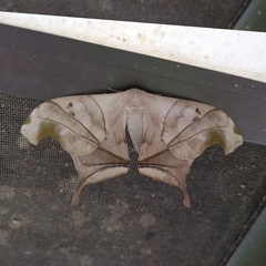 Arsenurinae