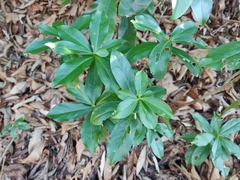 Daphne pontica