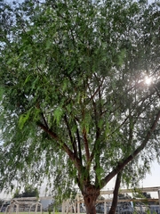 Schinus molle