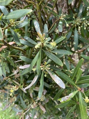 Tasmannia