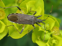 Dicranocephalus albipes