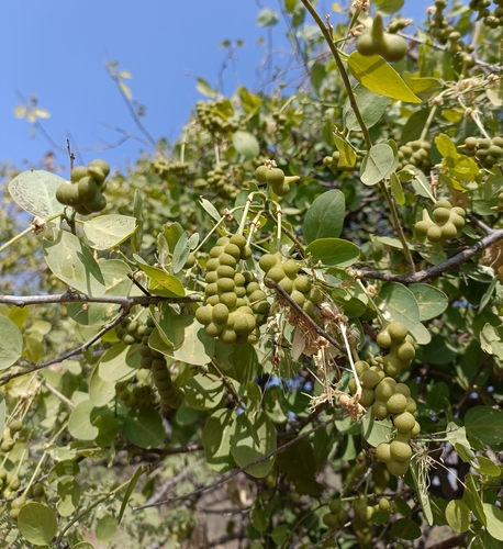 Image of Maerua oblongifolia by (c) Malaika Mathew Chawla, some rights reserved (CC BY)