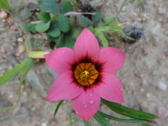 Romulea eximia