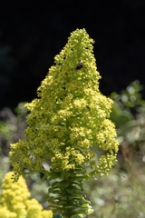 Aeonium arboreum image