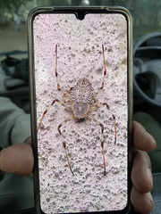 Herennia multipuncta