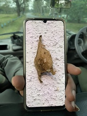 Herennia multipuncta