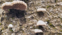Schizophyllum commune