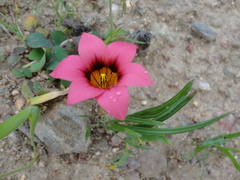 Romulea eximia