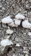 Schizophyllum commune