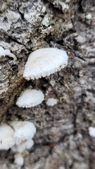 Schizophyllum commune