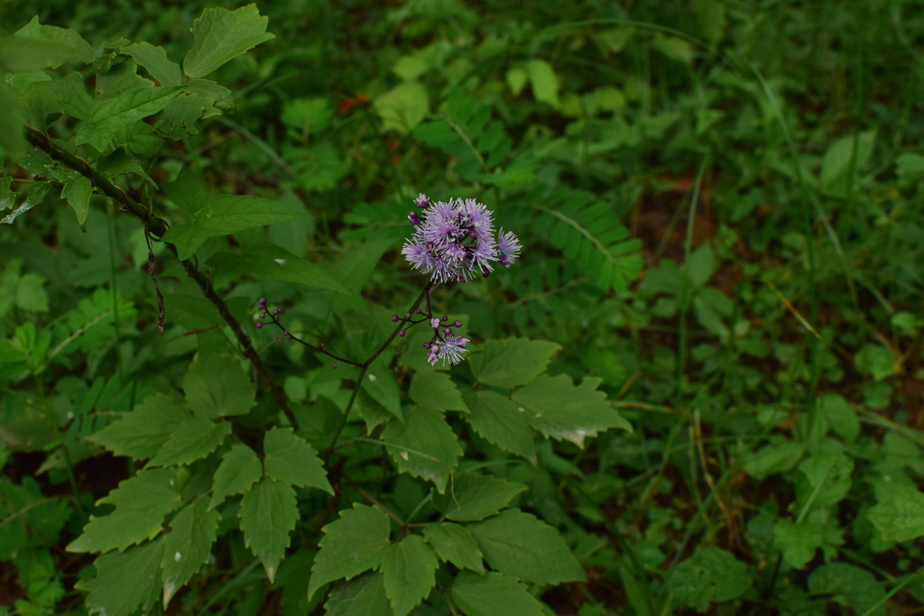 Thalictrum faberi