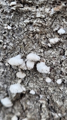 Schizophyllum commune