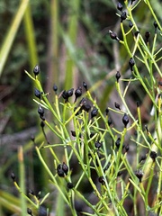 Baccharis angustifolia