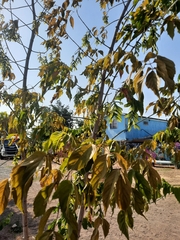 Acer negundo